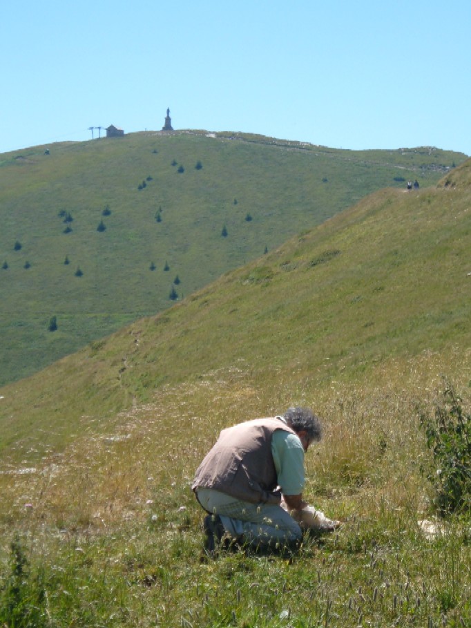 Ortottero sulla cima del Monte Saccarello (IM)